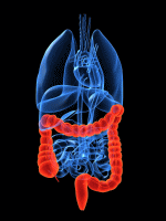 大腸の写真